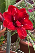 HIPPEASTRUM RED PEACOCK