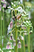 NECTAROSCORDUM SICULUM BULGARICUM