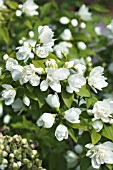 PHILADELPHUS MANTEAU DHERMINE