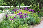 ALLIUM HOLLANDICUM & ASPHODELUS LUTEUS