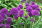 ALLIUM HOLLANDICUM