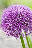 ALLIUM HOLLANDICUM