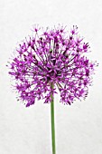 ALLIUM HOLLANDICUM