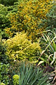 AZARA SERRATA, LIGUSTRUM OVALIFOLIUM AUREUM, PHORMIUM & YUCCA