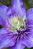 CLEMATIS MULTI-BLUE