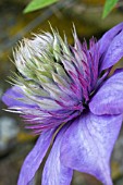 CLEMATIS MULTI-BLUE