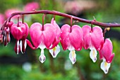 DICENTRA SPECTABILIS