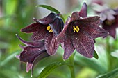FRITILLARIA CAMSCHATCENSIS