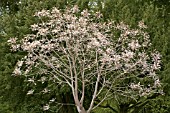 RHUS VARNCIIFLUA