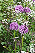 ALLIUM HOLLANDICUM WITH ANTHRISCUS SYLVESTRIS RAVENSWING