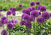 ALLIUM HOLLANDICUM