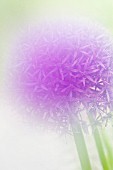 ALLIUM HOLLANDICUM