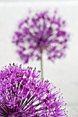 ALLIUM HOLLANDICUM