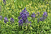 CAMASSIA QUAMASH & MELAMPYRUM PRATENSE