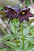 FRITILLARIA CAMSCHATCENSIS