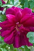 ROSA ROSERAIE DE LHAY, RUGOSA ROSE, MAY