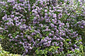 SOLANUM CRISPUM GLASNEVIN