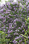 SOLANUM CRISPUM GLASNEVIN