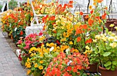TROPAEOLUM MAJUS