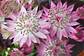 ASTRANTIA ROMA