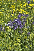 CAMASSIA QUAMASH, RANUNCULUS ACRIS & MELAMPYRUM PRATENSE