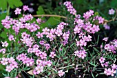 GYPSOPHILA REPENS ROSEA