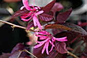 LOROPETALUM CHINENSIS FIRE DANCE