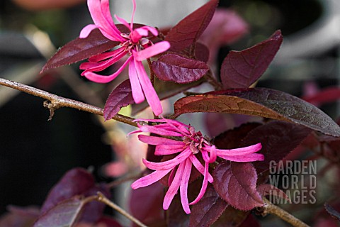 LOROPETALUM_CHINENSIS_FIRE_DANCE