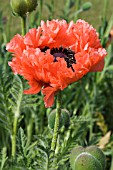 PAPAVER ORIENTALE GARDEN GLORY