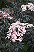 SAMBUCUS NIGRA BLACK LACE