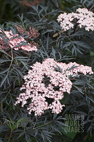 SAMBUCUS_NIGRA_BLACK_LACE