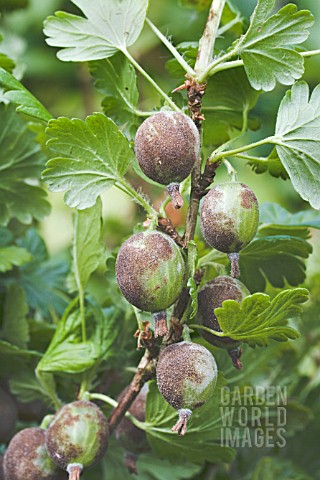 SPHAEROTHECA_MORSUVAE_AMERICAN_GOOSEBERRY_MILDEW