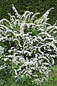 SPIREA NIPPONICA SNOWMOUND