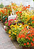 TROPAEOLUM MAJUS