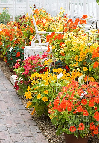 TROPAEOLUM_MAJUS