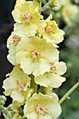 VERBASCUM GAINSBOROUGH