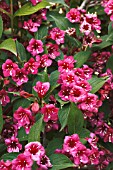 WEIGELA RUMBA