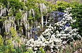 WISTERIA X FORMOSA, CEANOTHUS CONCHA & OLERIA X SCILLONIENSIS