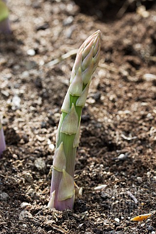 ASPARAGUS_OFFICINALIS_GIJNLIM