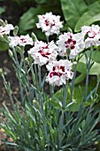 DIANTHUS MENDLESHAM MINX