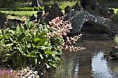 RODGERSIA AESCULIFOLIA