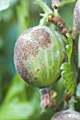 SPHAEROTHECA MORS-UVAE, AMERICAN GOOSEBERRY MILDEW