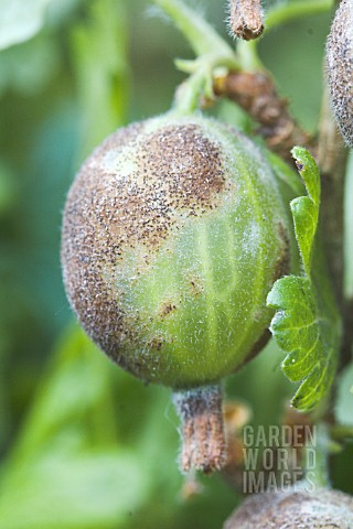 SPHAEROTHECA_MORSUVAE_AMERICAN_GOOSEBERRY_MILDEW