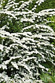 SPIREA NIPPONICA SNOWMOUND