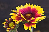 GAILLARDIA X GRANDIFLORA KOBOLD