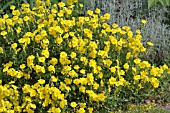 HELIANTHEMUM BEN FHADA WITH SANTOLINA CHAMAECYPARISSUS