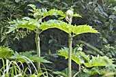 HERACLEUM MANTEGAZZIANUM