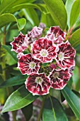 KALMIA LATIFOLIA PINWHEEL