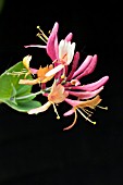 LONICERA X HECKROTTII AMERICAN BEAUTY