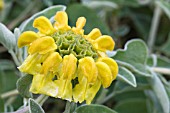 PHLOMIS FRUTICOSA